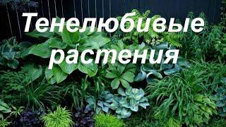 Тенелюбивые растения что посадить в тени на садовом участке