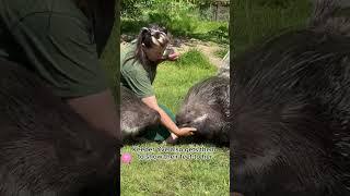 A day in the life of a Porcupine Episode 5  #shorts #planetzoo