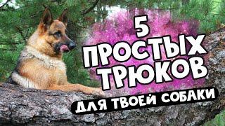 #Дрессировка учим трюки с собакой