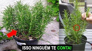 NUNCA PLANTE ALECRIM SEM VER ESSE VÍDEO