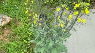 Kale flowers May 4 2024 #191