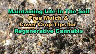 Maintaining Life In The Soil With Free Mulch And Cover Crop Tips For Low Till Cannabis