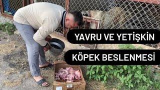 YAVRU VE YETİŞKİN KÖPEK NASIL BESLENMELİ