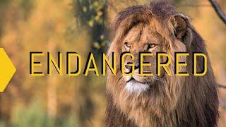 Endangered  A Documentary On Endangered Animals 