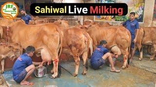 Live Milking Of Elite #Sahiwal Cows in #Jalandhar Punjab.Owner Mandeep 9417823301