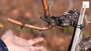 Poda del viñedo. Cepas adultas en Guyot