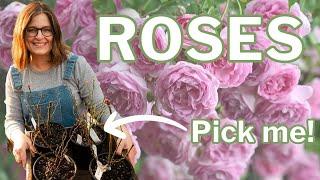 Choose the Right Rose How to Decide Which Roses to Plant