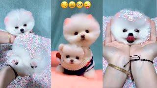 Tik Tok Chó Phốc Sóc Mini  Funny and Cute Pomeranian #39