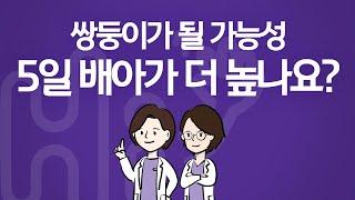 시험관 시술 Q&A  5일 배아가 쌍둥이 될 가능성이 더 높나요?