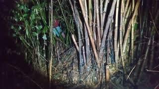 Perburuan Bambu Hutan Angker