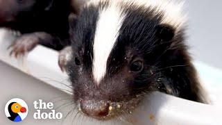 This Is How A Baby Skunk Sprays  The Dodo Little But Fierce