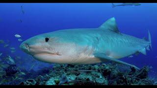 100626 Shark & Dolphin Expedition Trip Video