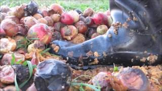 Smashing apples with my rubber boots part 2