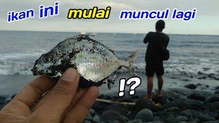 mancing ikan cotok dan baby gt. umpan bulu bulu