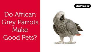 Do African Grey Parrots Make Good Pets?  Tips for Bird Owners