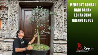 MEMBUAT BONSAI DARI BAHAN LOHANSUNG BATANG LURUS