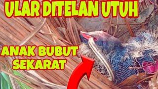 ANAK BURUNG BUTBUT INI TERLIHAT SEKARAT MENELAN ULAR UTUH