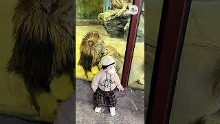 Lioness tries to eat baby through glass at zoo  USA TODAY #Shorts