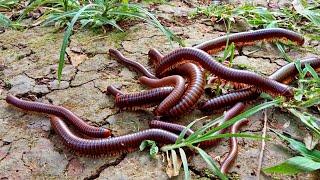 Hunting Big Millipede and Cute Turtle - Berburu Luwing kaki seribu dan kura kura