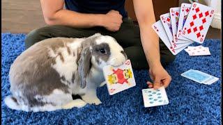 Playing cards with rabbit in Quarantine