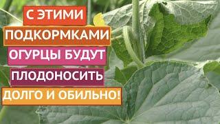 ЛУЧШИЕ ПОДКОРМКИ ОГУРЦОВ ДЛЯ ОГРОМНОГО УРОЖАЯ СЕЗОН 2021