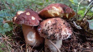 Setas Boletus Aereus Boletus Reticulatus Boletus Edulis Boletus Pinicola & Amanita caesarea 492022