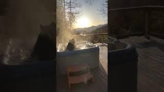 Big Black Bear Relaxes in Hot Tub in Great Smoky Mountains Tennessee