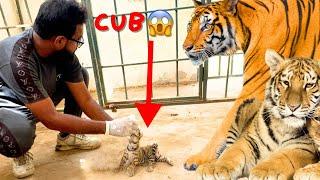 TIGER NE BACHA DE DIYA Mgr BIG PROBLEM  ZOO VLOG