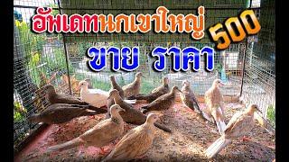 อัพเดทนกเขาใหญ่ 500 鸽子泰国  110966