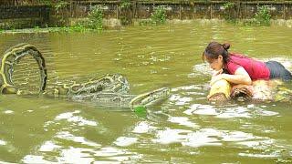 PYTHON ATTACKS the Farm - Catching Ducks - Harvesting Duck Eggs - Cooking  Country Life