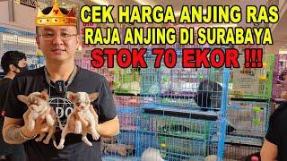 70 Ekor Harus Habis - Cek Harga & Stok Di Raja Anjing Ras - PTC Surabaya