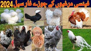 Fancy Hens All Breed Chikes Available ️ Turkey Chikes and Breeder Pair Available ️