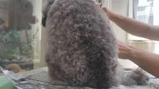 Cukur rambut anjing poodle sendirisekai silver poodle #groomingsendiri #anjinglucu #anjingpoodle