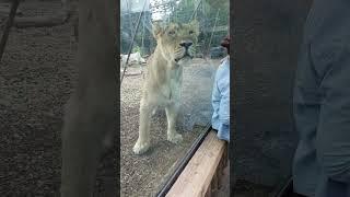 Lion Close up - Right next to the glass. - Amazing View  #animals #lion #naturelovers #zoo #wow