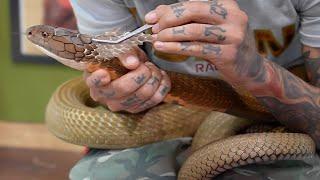 Removing STUCK SHED off my KING COBRA 