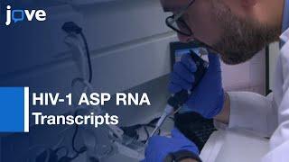 HIV-1 ASP RNA Transcripts Detection by Strand-Specific RT-PCR  Protocol Preview
