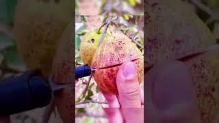 How To Cut Guava Before You Eat   Fresh Fruit Cutting In My Farm