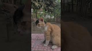 kucing mulet semua betina  terpelet alasan boi#?