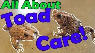 How to Take Care of Toads