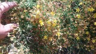 Bu bitkinin adı nedir sarı kantaron otumu yoksa kızılcık bitkisi otumu kurak topraklarda yetişen