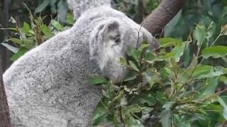 Phascolarctos cinereus Koala Feeding & Climbing