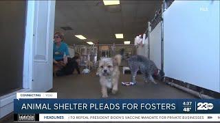 Kern County Animal Shelter seeks people to foster dogs