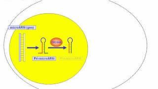 Funcionamiento de un microRNA