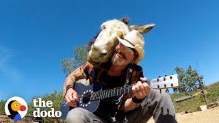 Donkey Snuggles Into Guys Shoulder Every Time He Plays Guitar  The Dodo Soulmates