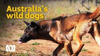 The devastating impact of Australias wild dogs   Meet the Ferals Ep 4  ABC Australia