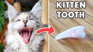 Kittens Also Lose Their Baby Teeth