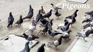 Pigeons