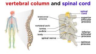 The Central Nervous System The Brain and Spinal Cord