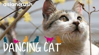 Dancing Cat  Full Movie HD  Korean Cat Documentary