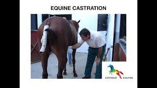 Equine castration information for owners - Espinar Equine Emiliano Espinar equine veterinarian